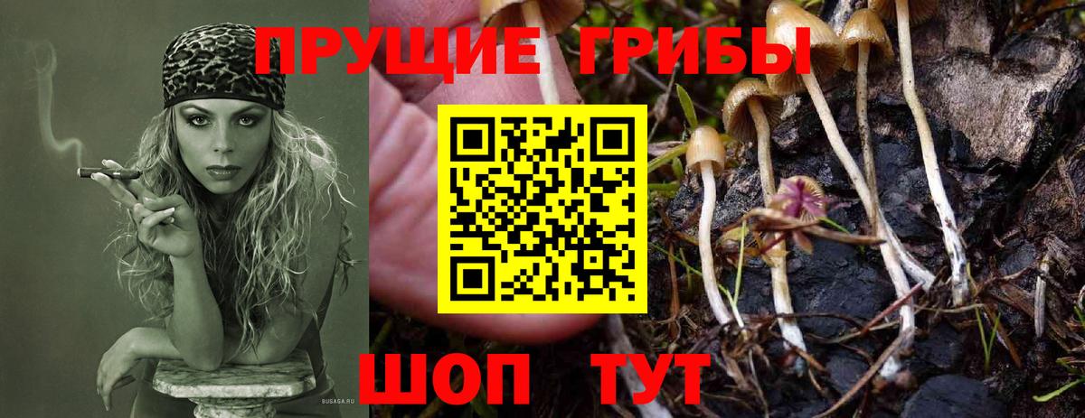 Новоалександровск  Галлюциногенные грибы прущие грибы  купить  сайты  Вход с VPN 